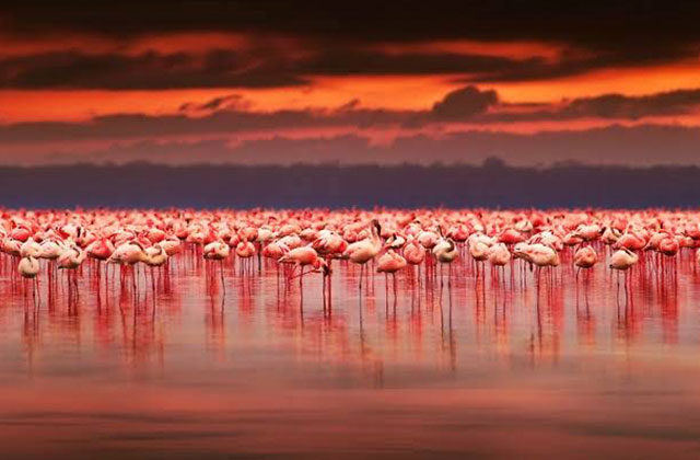 フラミンゴが映ると湖がピンク色に